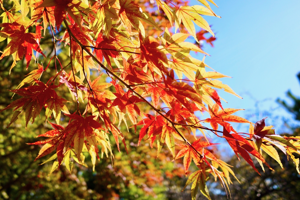 紅葉