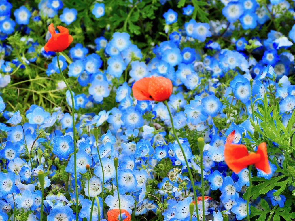 花