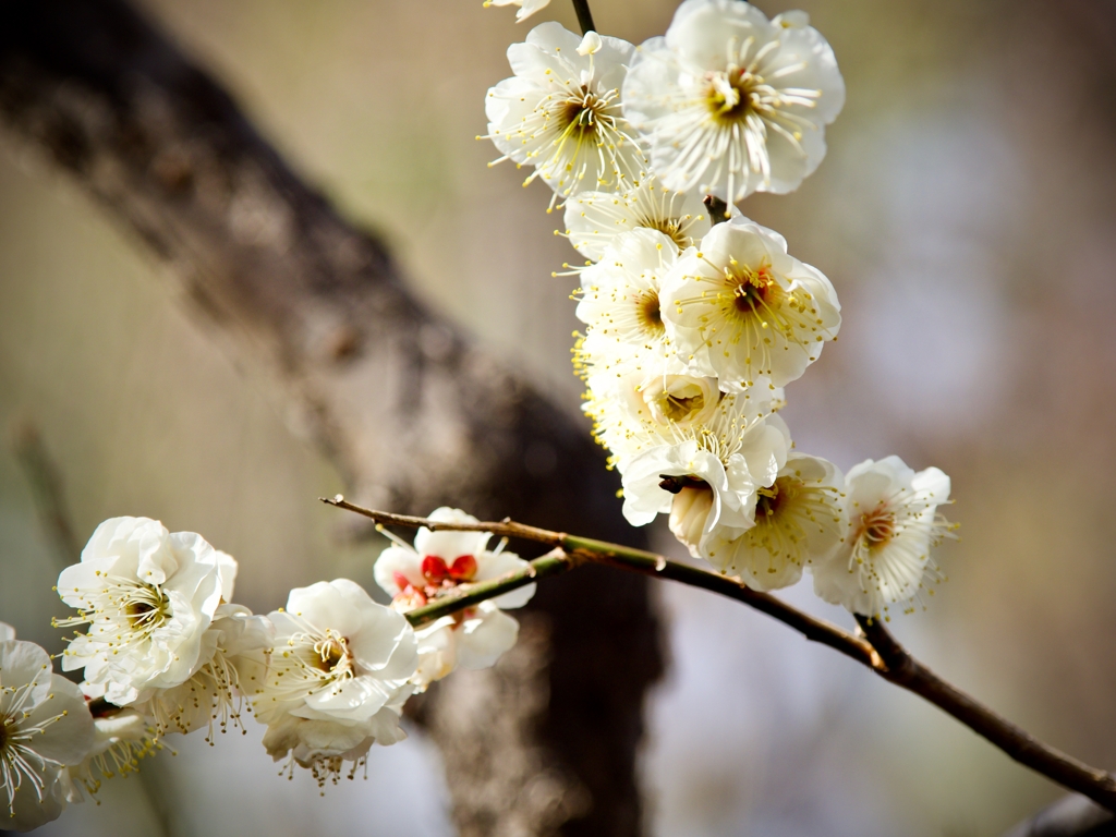 桜（ですよね？）→もしかして梅？