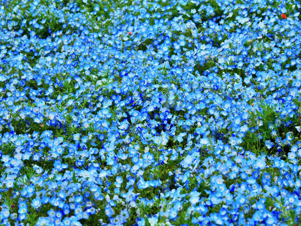 花
