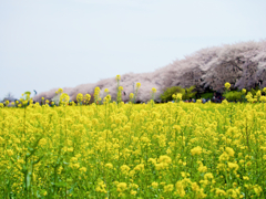 菜の花と桜