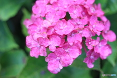 紫陽花