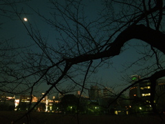 不忍池年の瀬2009