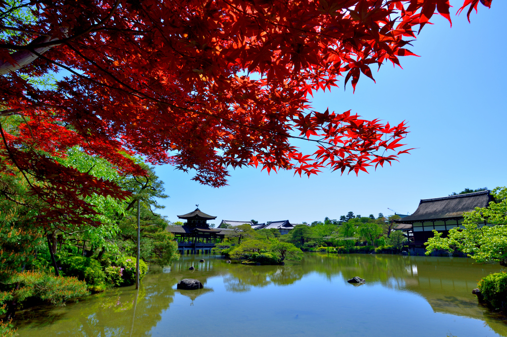 maple