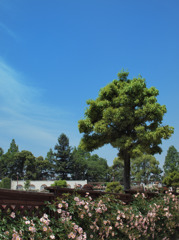 a tree ～ROSE Fantasy 6～