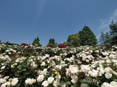 White Roses ～ROSE Fantasy 7～