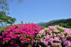 遠く北山を望む