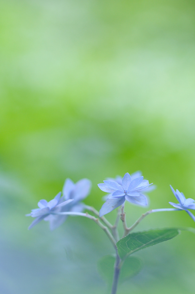 シチダンカ　六甲山の紫陽花～3