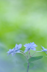 シチダンカ　六甲山の紫陽花～3