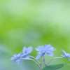 シチダンカ　六甲山の紫陽花～3
