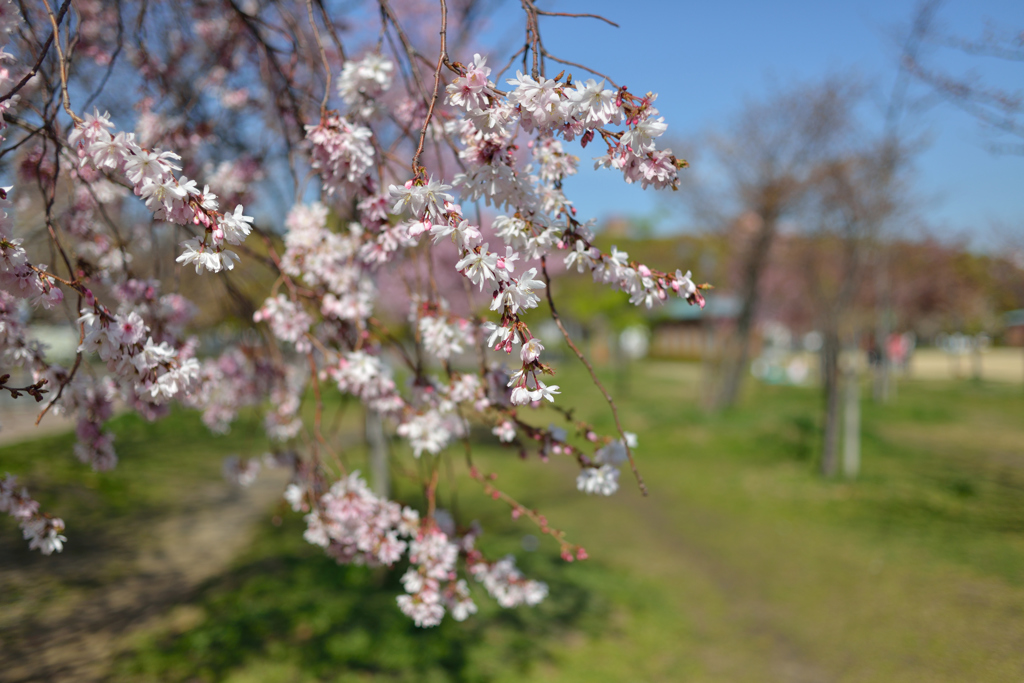 公園の桜