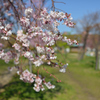 公園の桜