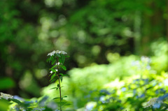 六甲山の紫陽花～4