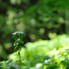 六甲山の紫陽花～4