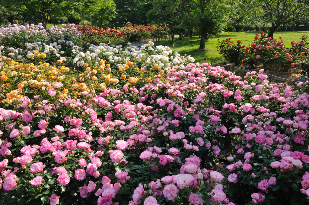 sigh ... ( so beaitiful) ～ROSE Fantasy 3