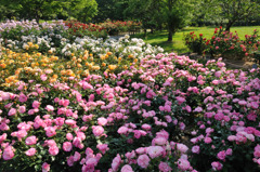 sigh ... ( so beaitiful) ～ROSE Fantasy 3