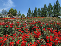 red roses ～ROSE Fantasy 8～