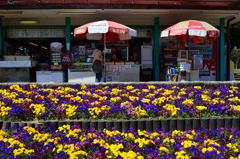 花の咲く店