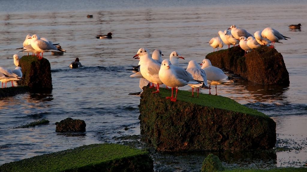 海鳥たちの饗宴 vol.3