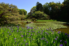 iris pond