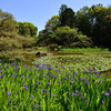 iris pond