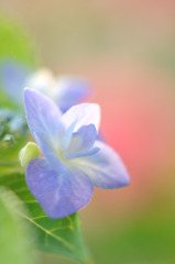 light image