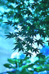 morning blue
