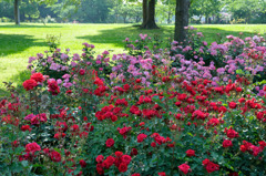 RED ＆　PINK　～ROSE Fantasy～