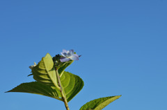 The blue sky
