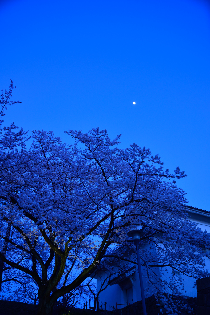 blue moon