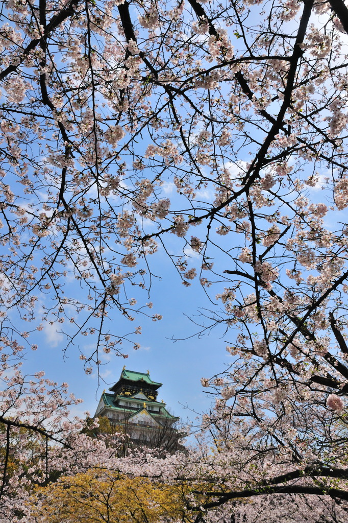 桜の中の大阪城