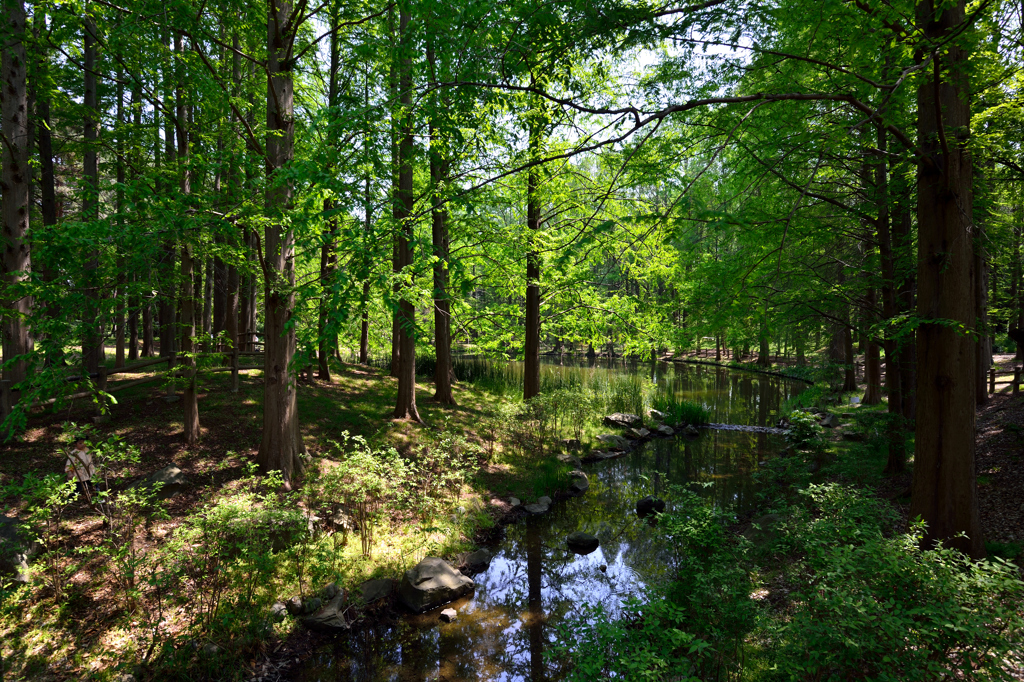 silent forest