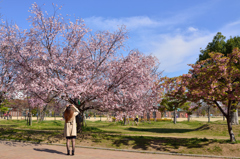 桜を撮る人