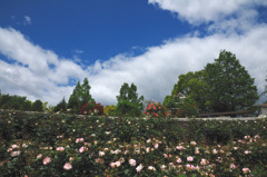 荒牧バラ公園①