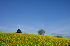 Flower in Blue Sky