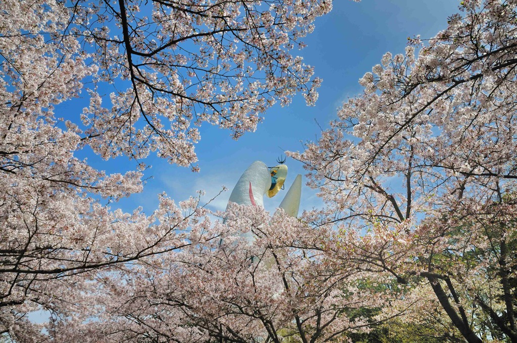 桜の中で