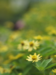 小さき花