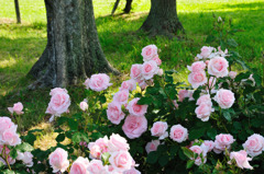 like a picture ～ROSE Fantasy 2～