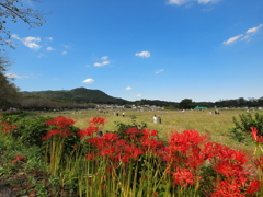 巾着田の彼岸花