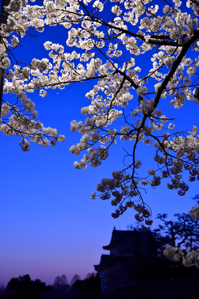 magic hour flower