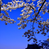 magic hour flower