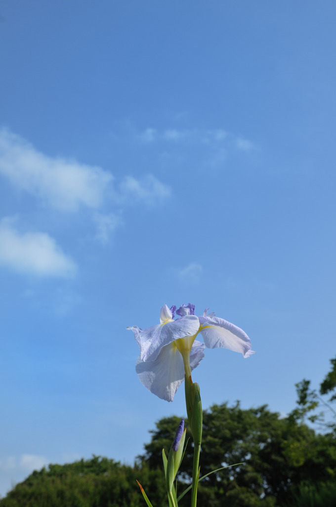 青空を見上げて