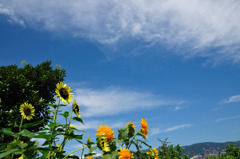夏はこっちか？