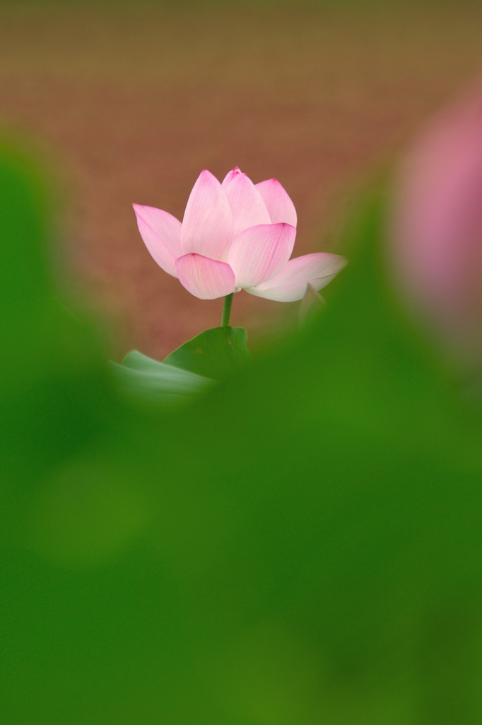 ひっそり