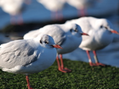 海鳥達のポートレート vol.6