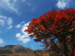 燃える木