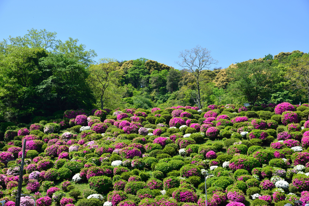 蹴上浄水場に咲く花