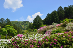 三室戸の春