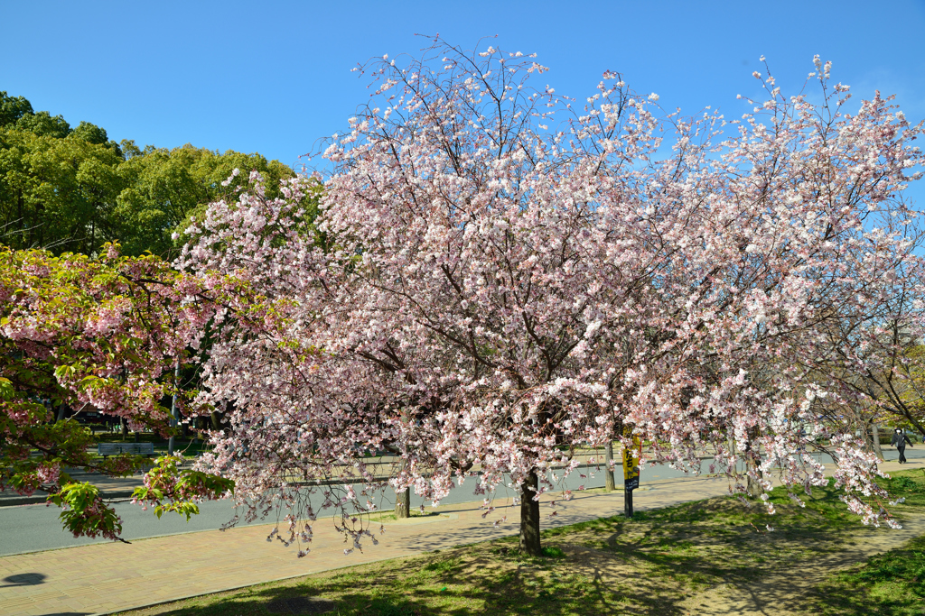 満開の十月桜 by mcintosh_c29 （ID：4310028） - 写真共有
