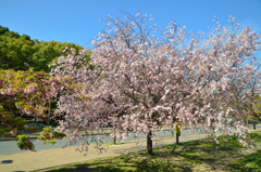 満開の十月桜